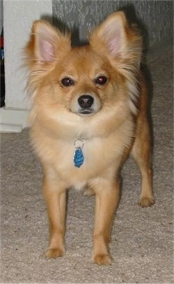 Front view - A small tan Yorkillon dog with perk ears is standing on a tan carpeted surface looking forward. The hair around the dogs ears is fringing out. It has dark eyes and a black nose.