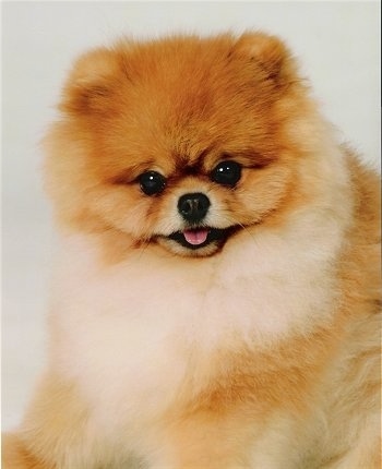 Close up - A tan with white Pomeranian is sitting on a white backdrop and it is looking forward. Its mouth is open and its tongue is out. Its coat is thick and its ears are small.