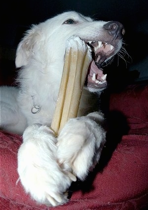 Close up - A white Akbash Dog is laying on a dog bed chewing on a raw hide dog bone toy.