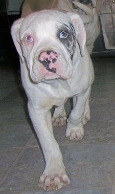 Close up - A White Alapaha Blue Blood Bulldog puppy is walking along a tiled floor