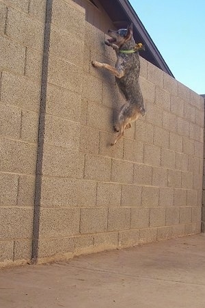 Zima the Heeler / Jack Russell mix is 3 feet off of the ground jumping to the top of a six foot wall