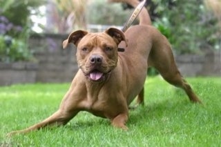 The front left side of a brown American Bull Dogue de Bordeaux that is play bowing.