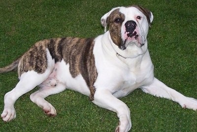The right side of a white with brindle American Bulldog that is laying across a field.
