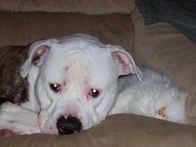 Close up - The right side of a white American Bulldog that is laying in a dog bed next to a white fluffy cat.
