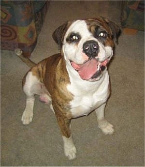 Topdown view of a brown with white American Bulldog that is sitting on a carpeted floor, it is looking up, its mouth is open and its tongue is sticking out.