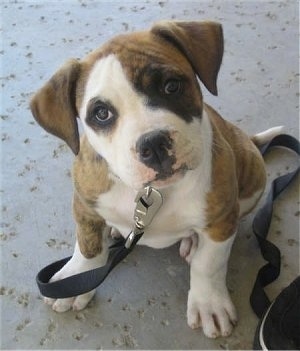 Topdown view of a brown with white American Bulldog puppy is sitting on a carpet, its head is tilted to the left and it is looking up.
