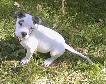 Top down view of a white with grey American Bulldog puppy that is sitting in grassand it is looking to the right.