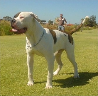 The front left side of an American Bulldog that is standing in a yard with its tongue out and Mouth Open. There is a person standing behind it.