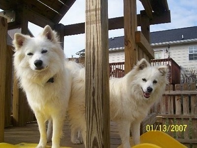 american eskimo dog is ill with infectious disease