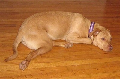 The right side of a red American Staffordshire Terrier that is laying down on a hardwood floor.