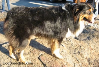 The right side of a tri-colored Australian Shepherd that is standing across a very large rock with his mouth open and it is looking to the right.