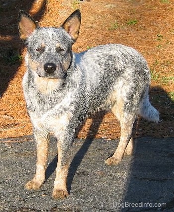 blue heeler average size