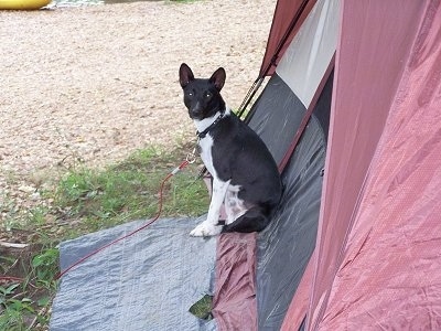 Perrin the Basenji sitting in front of a tent