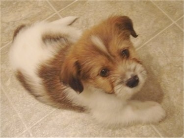 Jack the Bea-Tzu puppy laying on a tiled floor