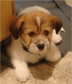 Jack the Bea-Tzu puppy sitting on a tiled floor