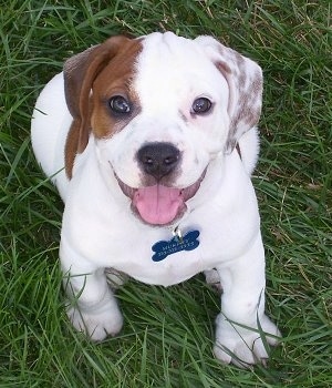 Topdown view of a white with brown Beabull puppy that is sitting in grass and it is looking up.