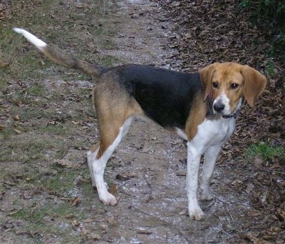 Austin the Beagle-Harrier standing outside