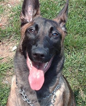 Close Up head shot - Shai the Belgian Malinois with his mouth out and tongue out
