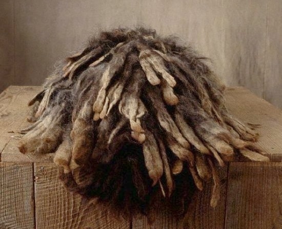 A Bergamasco Dog is laying down on a wood block
