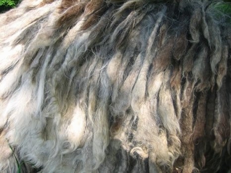 Close Up - The front right side of the corded coat of a Bergamasco.