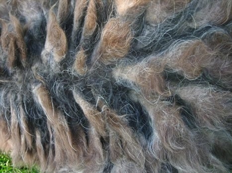 The cords of a Bergamasco's hair at Two to Three Years Old
