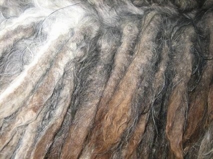 Close Up - The cords of a Bergamasco's hair