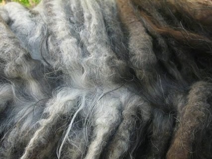 Close Up - Topdown view of a Bergamasco's corded hair