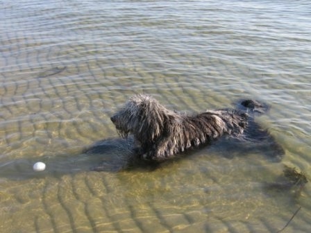 The left side of a black Bergamasco that is taking a swim with a floating ball in front of it