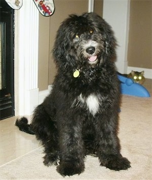 bernese mountain dog and standard poodle mix