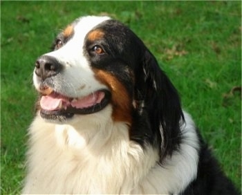 Close Up head shot - Willow the Bernese Mountain Dog looking to the right