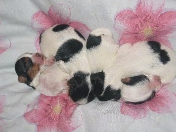 Sleeping Biewer Puppies laying on a flowered blanket