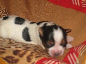 Young Biewer puppy sleeping on a blanket