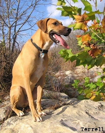 are bones safe for black mouth cur puppies