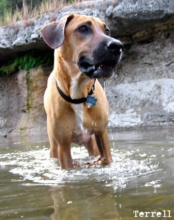 Black Mouth Cur Dog Breed Pictures, 2