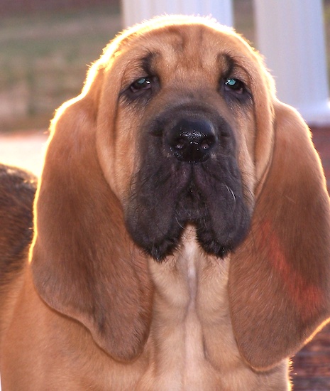 Close Up head shot - Abby the Bloodhound puppy