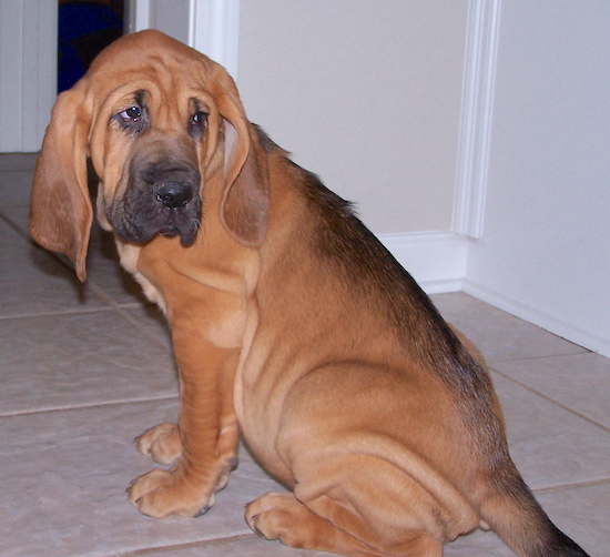 Abby the Bloodhound puppy sitting on a tiled floor and looking back