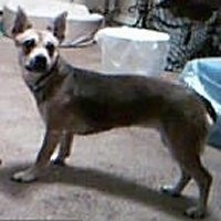 The left side of a brown and black Bo-Dach that is standing across a carpet, it is looking forward and there are buckets behind it.