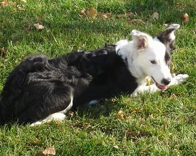 Mabel the Border Collie laying outside in grass