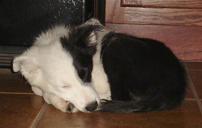Mabel the Border Collie Puppylaying curled up in a ball on the kitchen floor