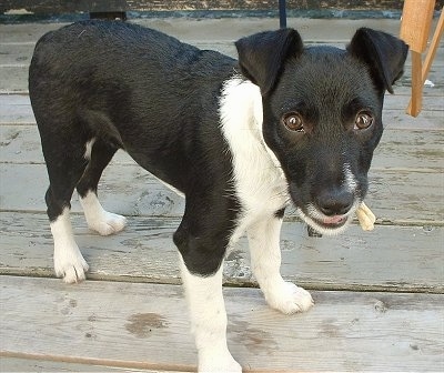 The front right side of a black with white Border Jack Puppy that is standing across a porch with a piece of a dog bone in its mouth.
