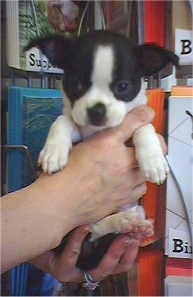Close up - A black with white Boston Huahua puppy is being held in the hands of a person. There are a bunch of cards on a rack at a store behind it.