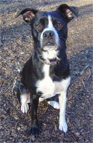 terrier lab mix