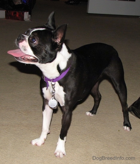 PJ the Boston Terrier looking to the side wearing a purple collar and silver tags