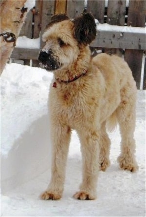 Jazz the Briard standing outside in snow with a wooden fence behind her