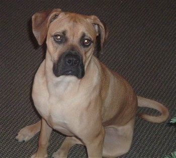 Bulloxer dog sales