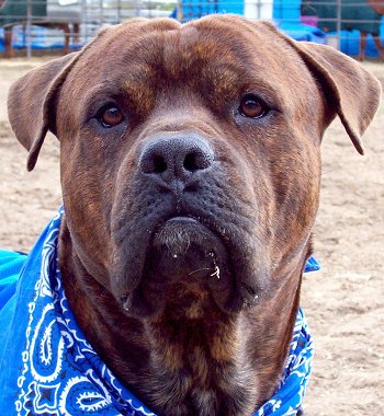 Close Up head shot - Cody the Bullmasador wearing a blue bandana