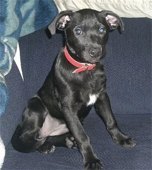 Stella the Bullmasador puppy sitting on a blue couch