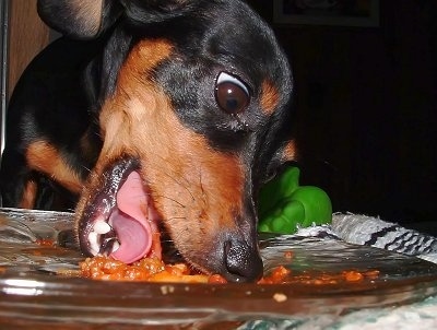 Close Up - Gracey the Dachshund is eating food off of a plate