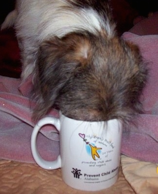 Close Up - Maggie Mae the Shih-Pom puppy has her head in a coffee cup
