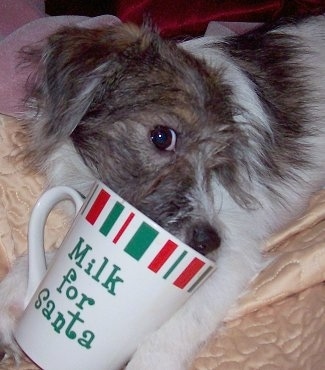 Close Up - Maggie Mae the Shih-Pom puppy is looking at the camera holder with her mouth in a cup that says 'Milk for Santa'